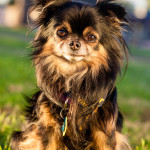 CRS–Found a Dog in Phoenix AZ? Found Dog Alert System!