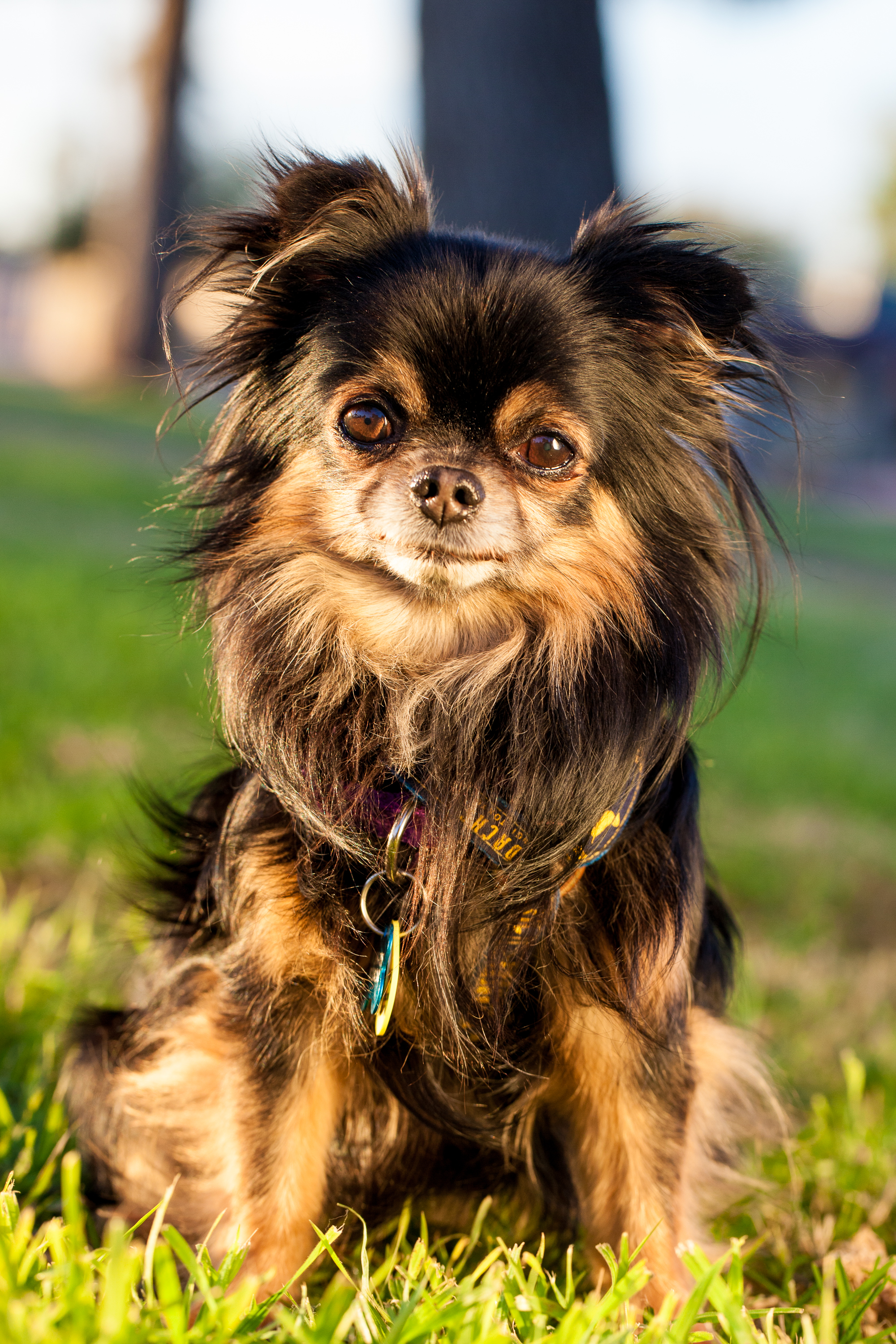 CE-Gathering of Animal Lovers, Volunteers, Nonprofits, Rescues