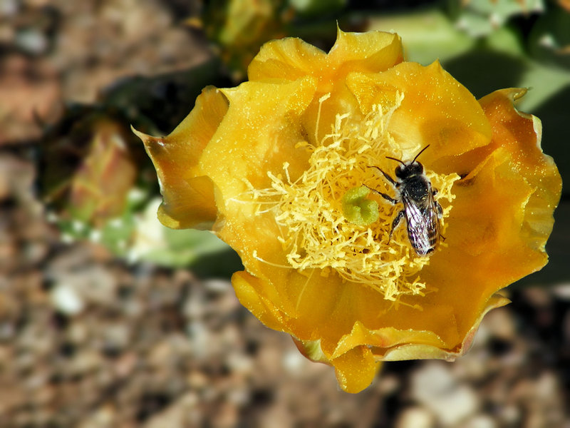 CP–Permaculture Paradise in Northern Arizona–Help Project!