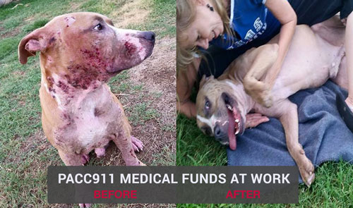 GLIMMER OF HOPE  An Elegant Affair Benefiting PACC911